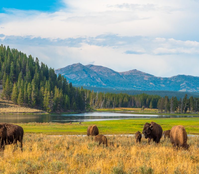 Buffalos grazing at Hayden Valley, Yellowstone, National Park, Wyoming, USA